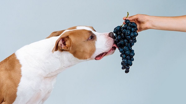 los-perros-pueden-comer-uvas