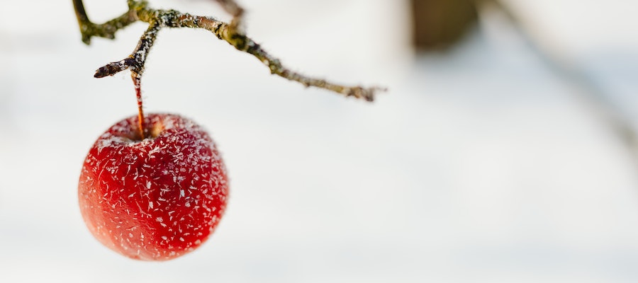 fruta de invierno